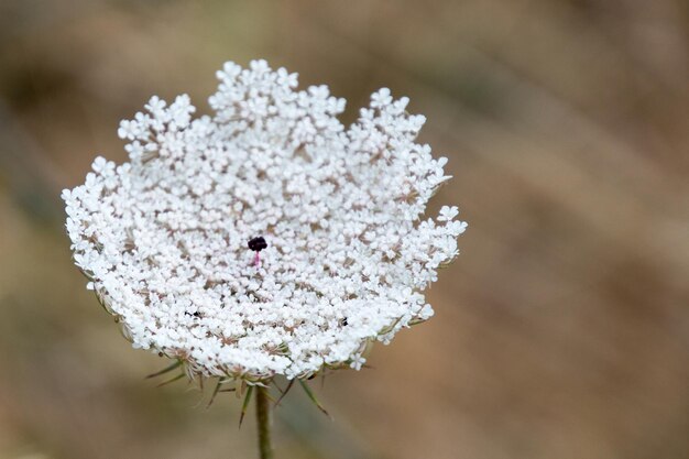 Photo close-up of bee on white flower