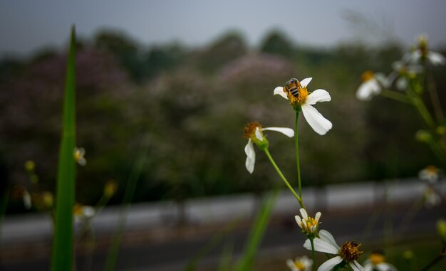 Close-up of bee on white flowering plant