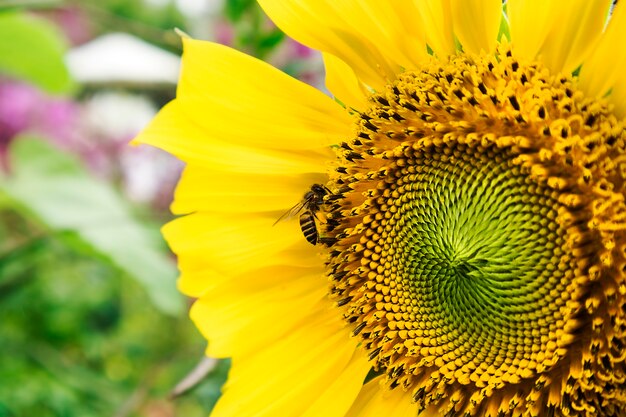 Close up bee with sunflower in the garden