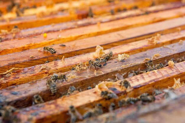 Close-up of bee on wood