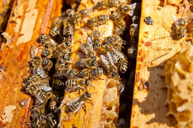 Close-up of bee on wood