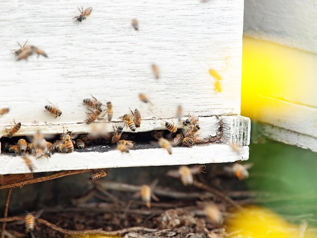 Close-up of bee on wood