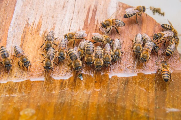 Close-up of bee on wood