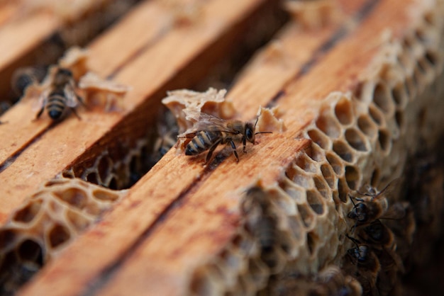 close-up of bee on wood