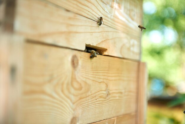 Foto prossimo piano di un'ape sul legno