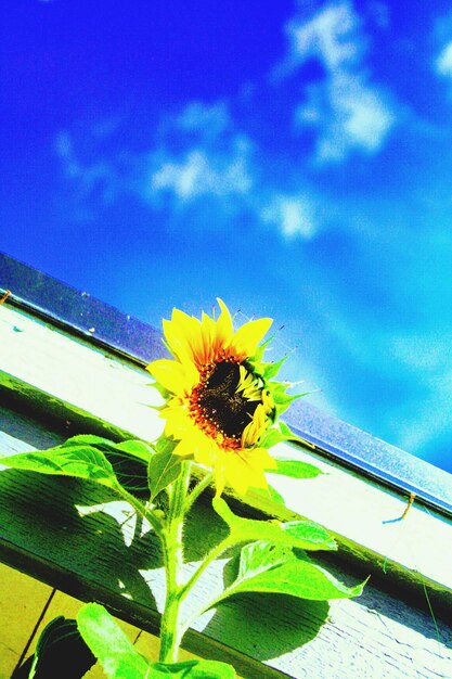 Close-up of bee on yellow flower against sky