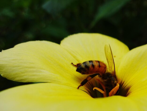 Close-up of bee on yellow flower outdoors