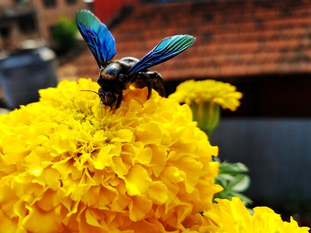 Close-up of bee on yellow flower