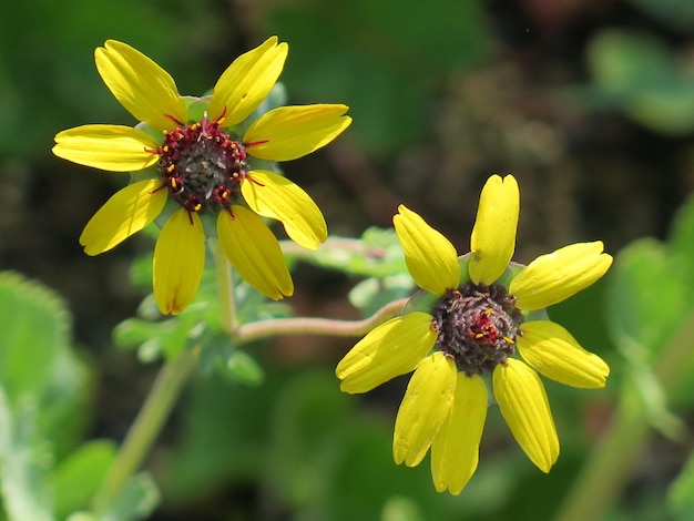 Foto close-up di un'ape su un fiore giallo