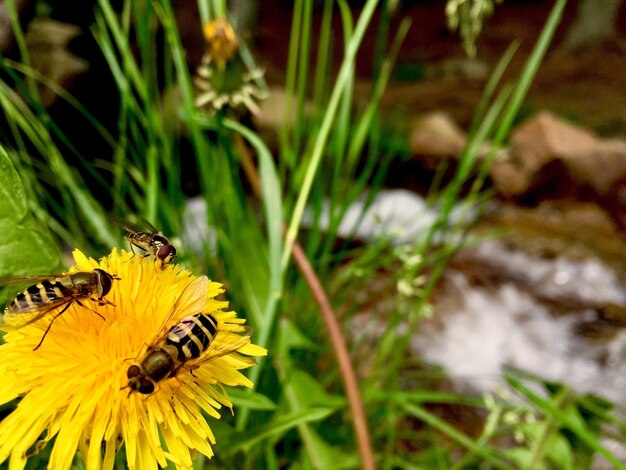 Close-up of bee on yellow flower