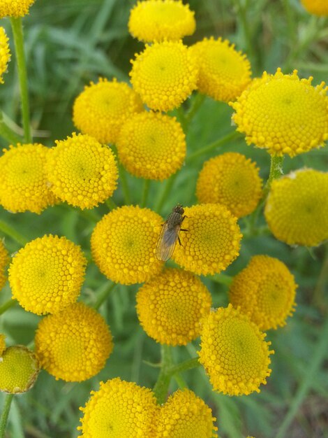 Close-up of bee on yellow flower