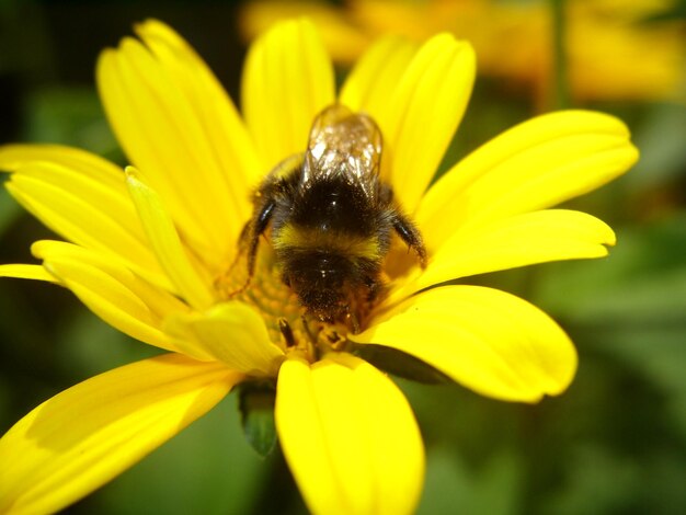 Close-up of bee on yellow flower