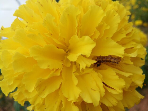 Close-up of bee on yellow flower