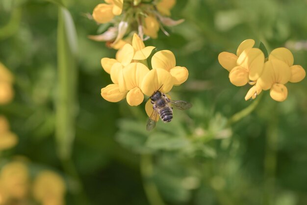 Photo close-up of bee on yellow flower