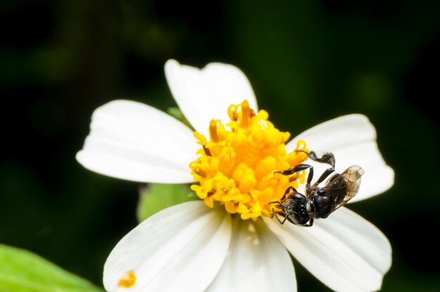 Close-up of bee on yellow flower