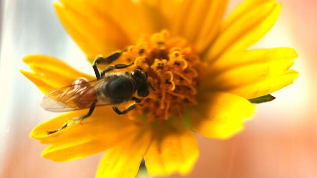 Close-up of bee on yellow flower