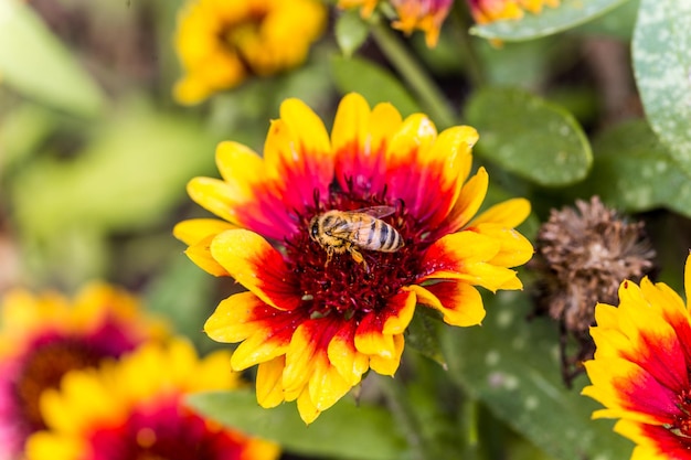 Close-up of bee on yellow flower