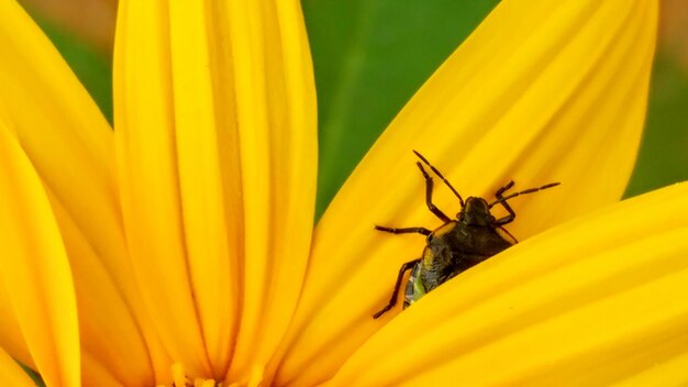 Close-up of bee on yellow flower