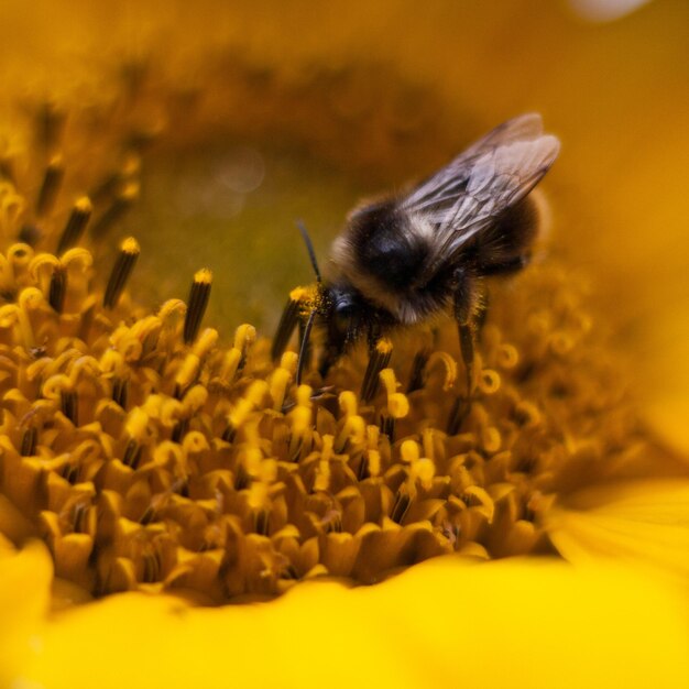 Близкий снимок пчелы на желтом цветке