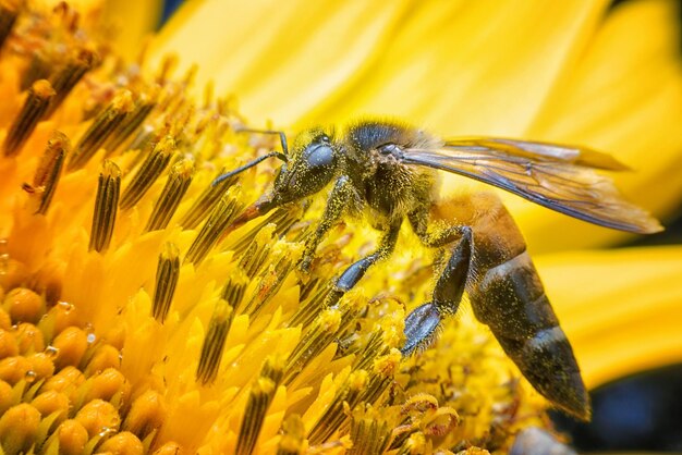 Close-up of bee on yellow flower