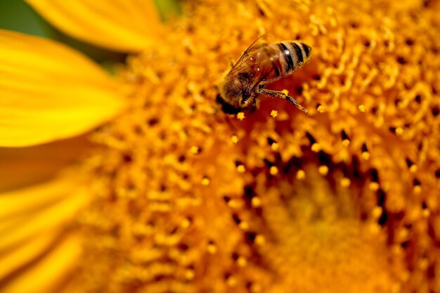 Close-up of bee on yellow flower