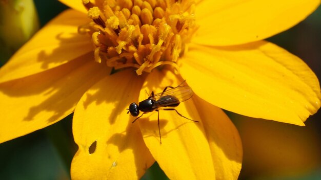 Close-up of bee on yellow flower