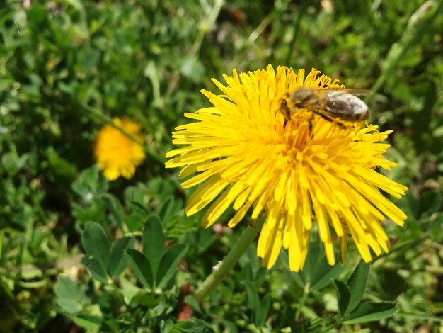 Close-up of bee on yellow flower