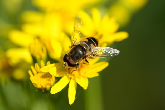 Close-up of bee on yellow flower