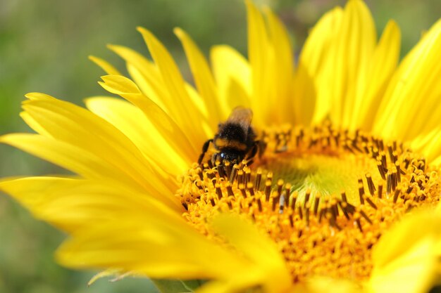 Close-up of bee on yellow flower