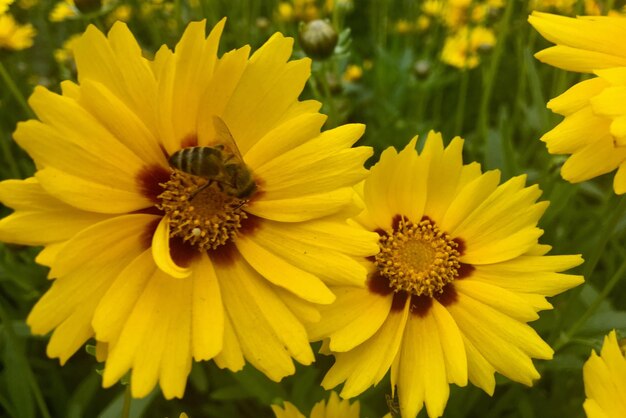 Close-up of bee on yellow flower