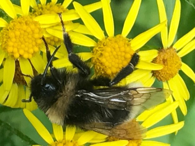 Close-up of bee on yellow flower