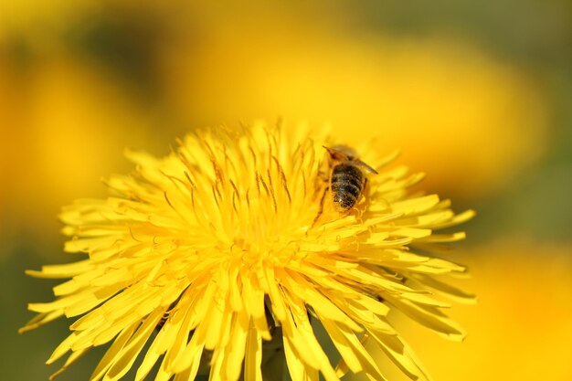 Close-up of bee on yellow flower