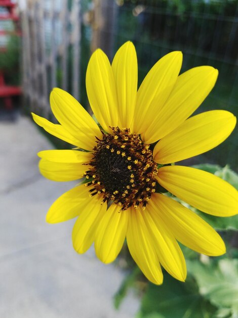 Close-up of bee on yellow flower