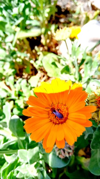 Close-up of bee on yellow flower