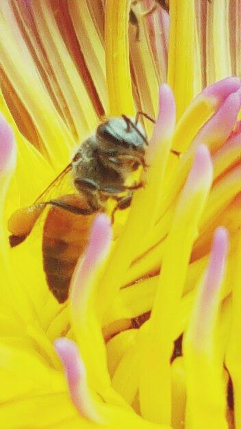 Close-up of bee on yellow flower