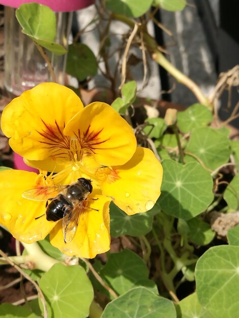 Close-up of bee on yellow flower