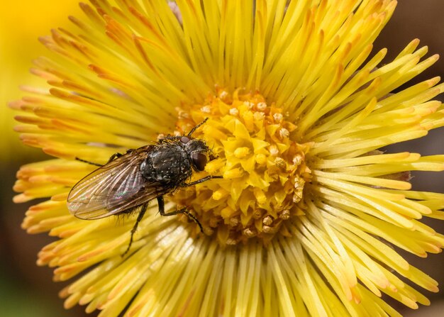 Foto close-up di un'ape su un fiore giallo