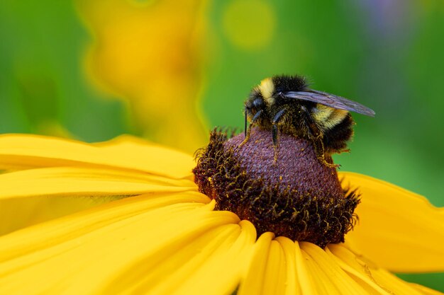 Photo close-up of bee on yellow flower