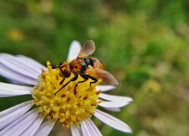 Close-up of bee on yellow flower