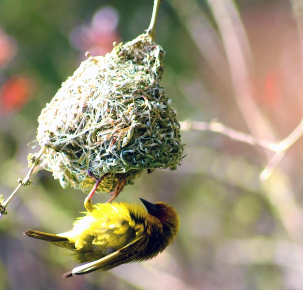 Foto close-up di un'ape su un fiore giallo