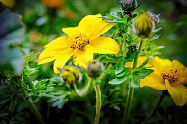노란 꽃 에 있는 벌 의 클로즈업