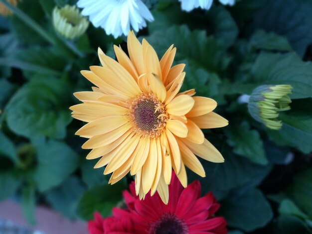 Close-up of bee on yellow flower