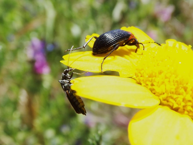 Close-up of bee on yellow flower