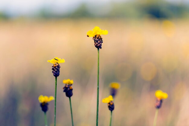 Close-up of bee on yellow flower