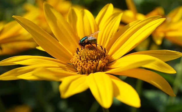 Foto close-up di un'ape su un fiore giallo