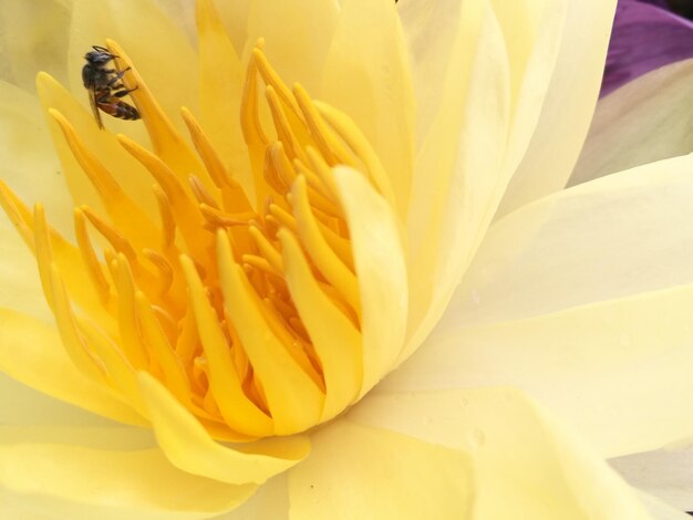 Close-up of bee on yellow flower