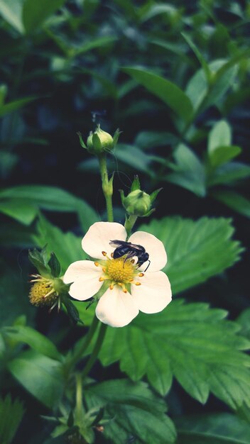 Close-up of bee on yellow flower