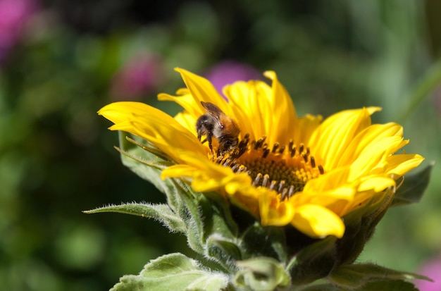 Close-up of bee on yellow flower