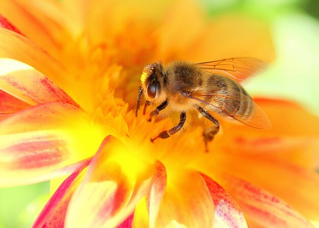 Close-up of bee on yellow flower