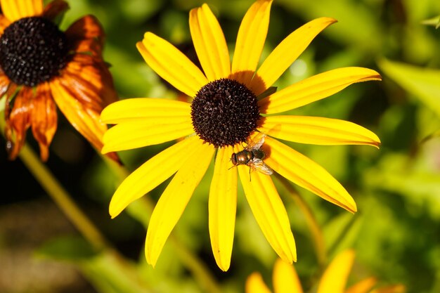 Close-up of bee on yellow flower